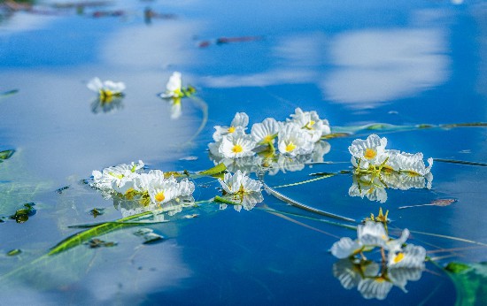 洱海中绽放的海菜花。王继成摄